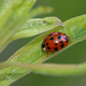 Harmonia axyridis (Coccinellidae)  - Coccinelle asiatique, Coccinelle arlequin - Harlequin ladybird, Asian ladybird, Asian ladybeetle Marne [France] 27/05/2011 - 190mforme succinea