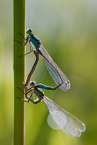 Ischnura elegans (Coenagrionidae)  - Agrion élégant - Blue-tailed Damselfly Nord [France] 21/05/2011 - 180m