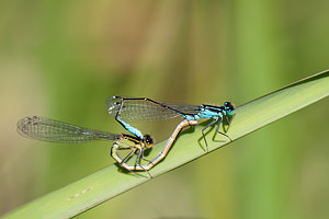 Ischnura elegans (Coenagrionidae)  - Agrion élégant - Blue-tailed Damselfly Nord [France] 21/05/2011 - 180m