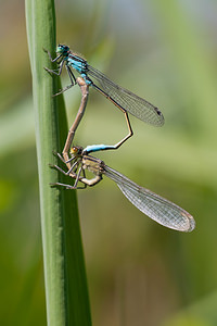 Ischnura elegans (Coenagrionidae)  - Agrion élégant - Blue-tailed Damselfly Nord [France] 21/05/2011 - 180m