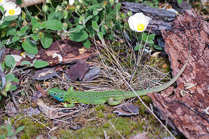 Lacerta bilineata (Lacertidae)  - Lézard à deux raies, Lézard vert occidental - Western Green Lizard  [France] 02/05/2011