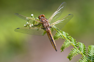 Libellula fulva (Libellulidae)  - Libellule fauve - Scarce Chaser  [France] 02/05/2011