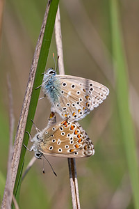 Lysandra bellargus (Lycaenidae)  - Bel-Argus, Azuré bleu céleste - Adonis Blue Dordogne [France] 03/05/2011 - 150m