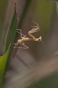 Mantis religiosa (Mantidae)  - Mante religieuse - Praying Mantis Marne [France] 25/05/2011 - 160m