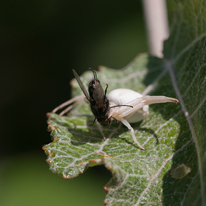 Misumena vatia (Thomisidae)  - Misumène variable Marne [France] 25/05/2011 - 90m