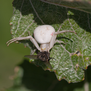 Misumena vatia (Thomisidae)  - Misumène variable Marne [France] 25/05/2011 - 90m