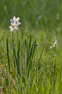 Narcissus poeticus (Amaryllidaceae)  - Narcisse des poètes - Pheasant's-eye Daffodil Dordogne [France] 03/05/2011 - 160m