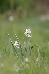 Narcissus poeticus (Amaryllidaceae)  - Narcisse des poètes - Pheasant's-eye Daffodil Dordogne [France] 03/05/2011 - 160m