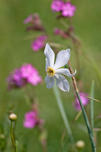 Narcissus poeticus (Amaryllidaceae)  - Narcisse des poètes - Pheasant's-eye Daffodil Dordogne [France] 03/05/2011 - 160m