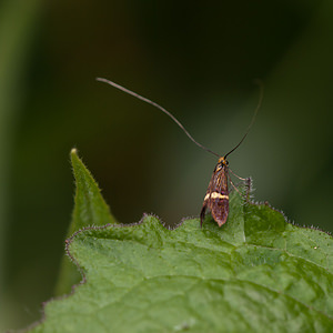 Nemophora degeerella (Adelidae)  Marne [France] 27/05/2011 - 180m