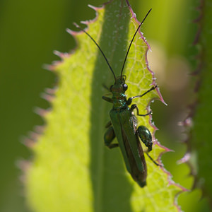 Oedemera nobilis (Oedemeridae)  - Cycliste maillot-vert, Cycliste émeraude, Oedemère noble Marne [France] 25/05/2011 - 90m