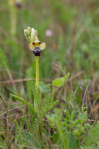 Ophrys vasconica (Orchidaceae)  - Ophrys de Gascogne, Ophrys du pays Basque Estellerria / Tierra Estella [Espagne] 01/05/2011 - 740m