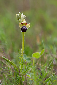 Ophrys vasconica (Orchidaceae)  - Ophrys de Gascogne, Ophrys du pays Basque Estellerria / Tierra Estella [Espagne] 01/05/2011 - 740m