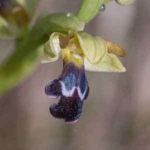 Ophrys vasconica (Orchidaceae)  - Ophrys de Gascogne, Ophrys du pays Basque Estellerria / Tierra Estella [Espagne] 01/05/2011 - 730m