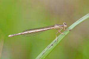 Platycnemis latipes (Platycnemididae)  - Agrion blanchâtre  [France] 02/05/2011