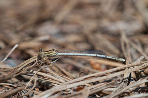 Platycnemis latipes (Platycnemididae)  - Agrion blanchâtre  [France] 02/05/2011 - 10m