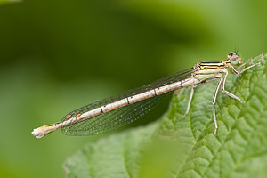 Platycnemis pennipes (Platycnemididae)  - Agrion à larges pattes, Pennipatte bleuâtre - White-legged Damselfly, Blue featherleg Marne [France] 27/05/2011 - 180m