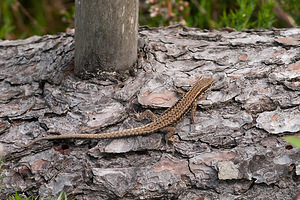 Podarcis muralis (Lacertidae)  - Lézard des murailles - Common Wall Lizard  [France] 02/05/2011 - 10m