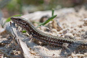 Podarcis muralis (Lacertidae)  - Lézard des murailles - Common Wall Lizard Landes [France] 02/05/2011 - 10m