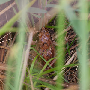 Rana temporaria (Ranidae)  - Grenouille rousse - Grass Frog  [France] 02/05/2011