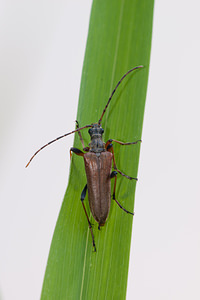 Stenocorus meridianus (Cerambycidae)  - Lepture du milieu Marne [France] 27/05/2011 - 190m