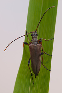 Stenocorus meridianus (Cerambycidae)  - Lepture du milieu Marne [France] 27/05/2011 - 190m