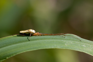 Tetragnatha extensa (Tetragnathidae)  - Tétragnathe étirée Nord [France] 21/05/2011 - 180m