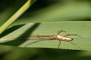 Tetragnatha extensa (Tetragnathidae)  - Tétragnathe étirée Nord [France] 21/05/2011 - 170m