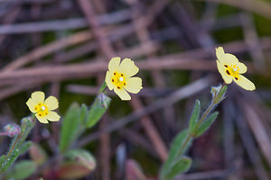 Tuberaria guttata (Cistaceae)  - Tubéraire tachetée, Hélianthème taché, Grille-midi, Hélianthème tacheté - Spotted Rock-rose  [France] 02/05/2011 - 10m