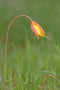 Tulipa sylvestris subsp. australis (Liliaceae)  - Tulipe australe, Tulipe des Alpes, Tulipe du Midi Estellerria / Tierra Estella [Espagne] 01/05/2011 - 760m