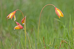 Tulipa sylvestris subsp. australis (Liliaceae)  - Tulipe australe, Tulipe des Alpes, Tulipe du Midi Estellerria / Tierra Estella [Espagne] 01/05/2011 - 760m