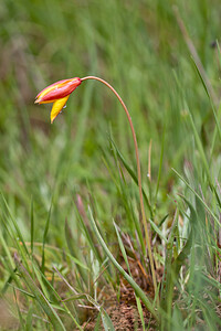 Tulipa sylvestris subsp. australis (Liliaceae)  - Tulipe australe, Tulipe des Alpes, Tulipe du Midi Estellerria / Tierra Estella [Espagne] 01/05/2011 - 760m
