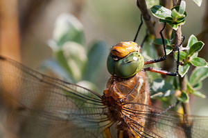 Aeshna isoceles (Aeshnidae)  - aeschne isocèle - Norfolk Hawker Pas-de-Calais [France] 04/06/2011 - 20m