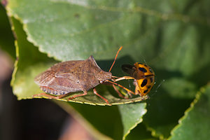 Arma custos (Pentatomidae)  Nord [France] 02/06/2011 - 20mLa coccinelle asiatique a donc des pr?dateurs?