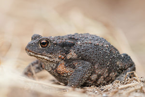 Bufo bufo (Bufonidae)  - Crapaud commun - Common Toad Pas-de-Calais [France] 05/06/2011 - 10m