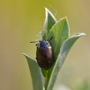 Chrysomela collaris (Chrysomelidae)  Pas-de-Calais [France] 04/06/2011 - 10m