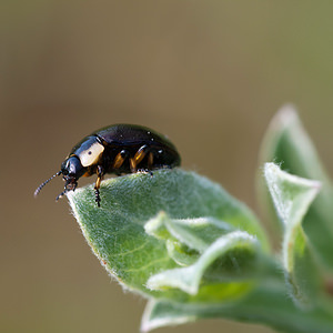 Chrysomela collaris (Chrysomelidae)  Pas-de-Calais [France] 04/06/2011 - 10m