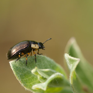 Chrysomela collaris (Chrysomelidae)  Pas-de-Calais [France] 04/06/2011 - 10m