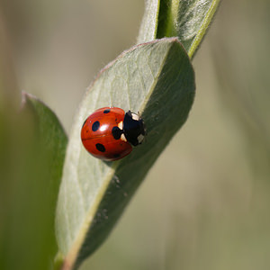 Coccinella septempunctata (Coccinellidae)  - Coccinelle à 7 points, Coccinelle, Bête à bon Dieu - Seven-spot Ladybird Nord [France] 03/06/2011 - 10m