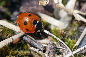 Coccinella septempunctata (Coccinellidae)  - Coccinelle à 7 points, Coccinelle, Bête à bon Dieu - Seven-spot Ladybird Nord [France] 11/06/2011 - 10m