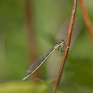 Coenagrion puella (Coenagrionidae)  - Agrion jouvencelle - Azure Damselfly Nord [France] 02/06/2011 - 30mforme verte