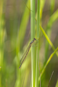 Coenagrion puella (Coenagrionidae)  - Agrion jouvencelle - Azure Damselfly Nord [France] 02/06/2011 - 30m