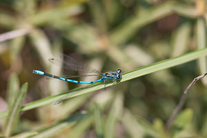 Coenagrion puella (Coenagrionidae)  - Agrion jouvencelle - Azure Damselfly Nord [France] 03/06/2011 - 10m