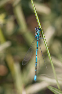 Coenagrion puella (Coenagrionidae)  - Agrion jouvencelle - Azure Damselfly Nord [France] 03/06/2011 - 10m