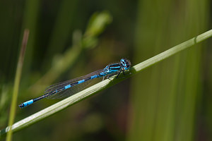 Coenagrion scitulum (Coenagrionidae)  - Agrion mignon - Dainty Damselfly Nord [France] 02/06/2011 - 40m