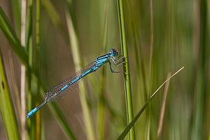 Coenagrion scitulum (Coenagrionidae)  - Agrion mignon - Dainty Damselfly Nord [France] 02/06/2011 - 40m