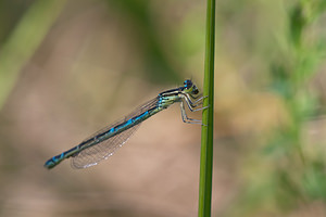 Coenagrion scitulum (Coenagrionidae)  - Agrion mignon - Dainty Damselfly Nord [France] 02/06/2011 - 40m