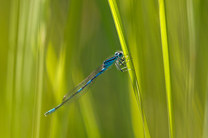 Coenagrion scitulum (Coenagrionidae)  - Agrion mignon - Dainty Damselfly Nord [France] 02/06/2011 - 30m