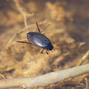 Colymbetes fuscus (Dytiscidae)  - Dytique noir Nord [France] 11/06/2011 - 10m