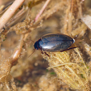 Colymbetes fuscus (Dytiscidae)  - Dytique noir Nord [France] 11/06/2011 - 10m